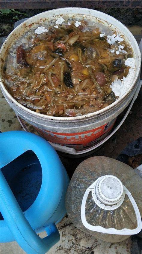 Dulu kalau beli pokok bunga ros ni memang masa beli tu saja la dapat tengok bunganya. Pokok Lebih Subur & Sihat, Siram 'Booster' Organik Guna ...
