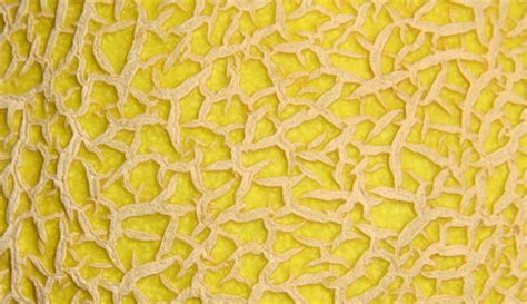 30 Weird And Unusual Fruit Textures For Free Naldz Graphics