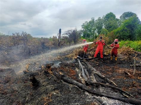 Kebakaran Hutan Di Riau 2021 Newstempo