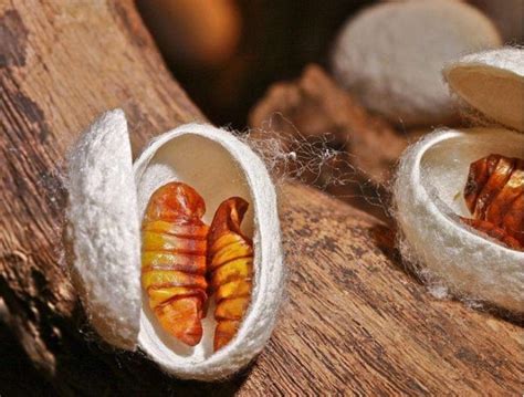 Pupasilkworms Silk Bedding