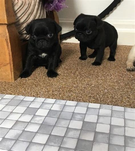 We handle them from the day they are born, making sure they will be ready to openly receive their new families. Pug Puppies For Sale | Austin, TX #218783 | Petzlover