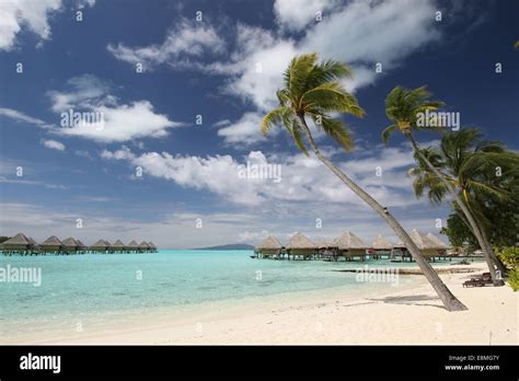 Palm Tree And Overwater Bungalows On Tropical Beach Stock Photo Alamy