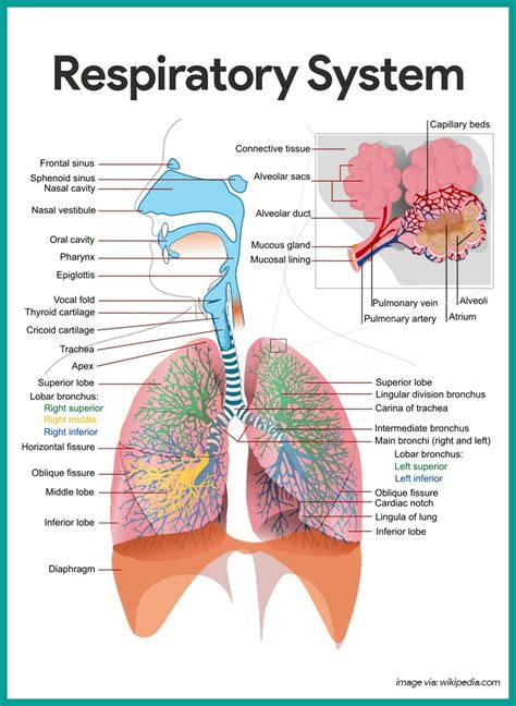 Draw Neat And Well Labelled Diagram Of Human Respiratory System And