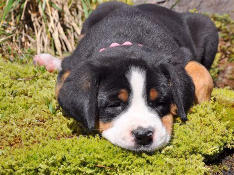 17 Hq Pictures Swiss Mountain Dog Puppy Bunny Greater Swiss