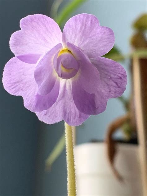 This butterwort carnivorous plant produces multiple flower stalks, and typically have white flowers. Pinguicula primuliflora 'Rose' - FlyTrapCare Forums