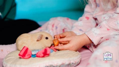 5 Cute Ways To Bond With Your Guinea Pig 2023 Ruffle Snuffle