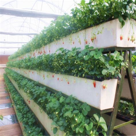 Hydroponic U Type Strawberry Growing Trough System China