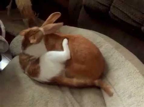 They can become good friends, though. Kitten and Flemish Rabbit Friends Playing - YouTube