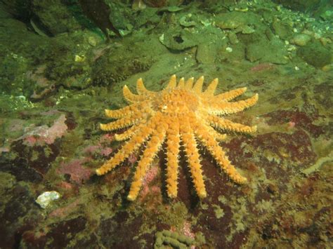 Sunflower Sea Stars Are Disappearing From The Salish Sea Science