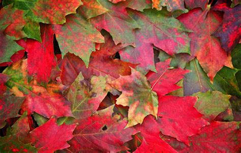 Wallpaper Autumn Leaves Macro Photo Images For Desktop Section