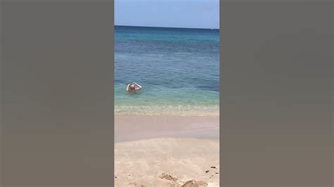 Bikini Falls Apart In Sea Dissolving Bikini Prank Youtube