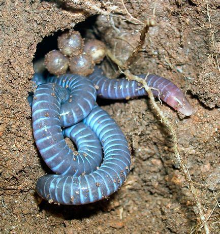 The caecilians are elongated, segmented, limbless amphibians. Impurest's Guide to Animals #130 - Taita Hills Caecilian