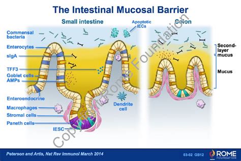 Physiology Motility 02 The Intestinal Mucosal Barrier Rome Online