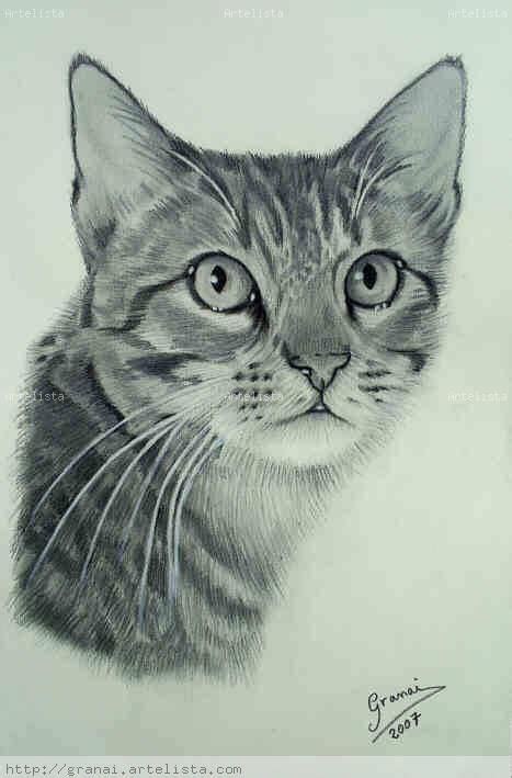 10 Dibujos A Lápiz De Gatos 2 467×709 Con Imágenes Animales