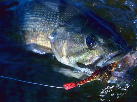 Best Smallmouth Bass Flies A Guide To Productive Smallmouth Bass