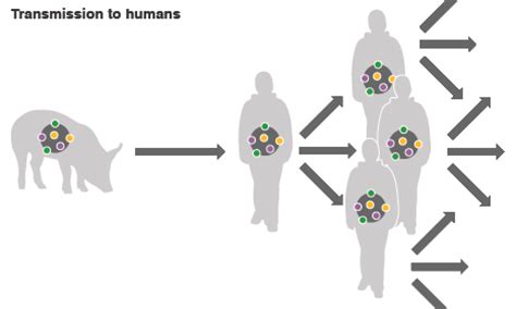 A doctor can diagnose the flu by: A Look at Disease-Spread Prevention | The Wildlife Center ...