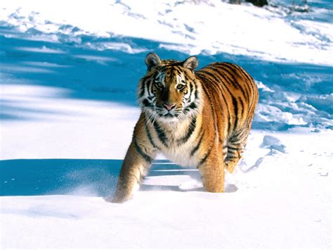 Majestic Grace Siberian Tiger Wallpapers In  Format For Free Download