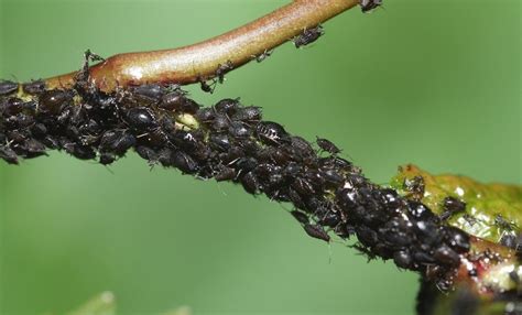 Aphids are small, black insects that love to eat both leaves and cherries. Tree Leaves Dripping Sap: Information About Tree Aphid ...