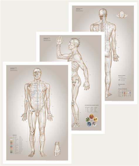 Affischer För Behandling Anatomiplanscher Anatomi Akupunktur