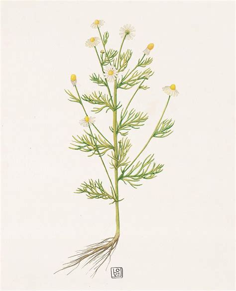 Chamomile By Veronika Logar In Botanical Drawings Chamomile