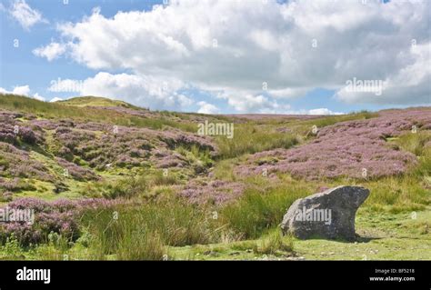 Heather Moorland In Flower Hi Res Stock Photography And Images Alamy