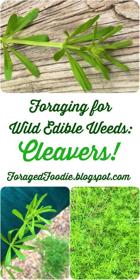 The Foraged Foodie Foraging How To Find Identify Prepare And Eat