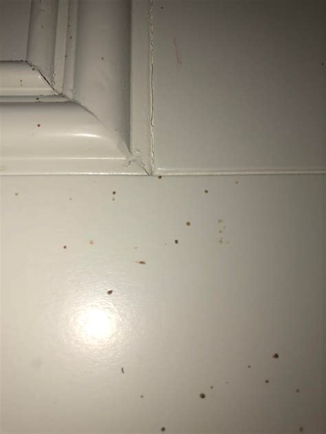 These Tiny Brown Speckles Are In Random Places In My Room Mostly On