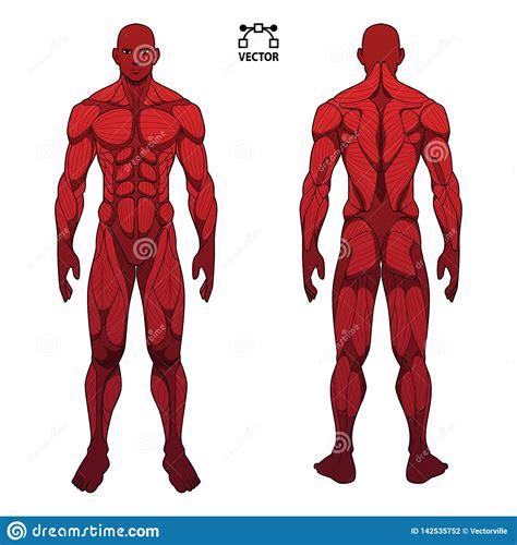 Skeletal muscle is a voluntary type of muscle tissue that is used in the contraction of skeletal parts. Human Body Anatomy Male Man , Front And Back Muscular System Of Muscles . Flat Medical Scheme ...