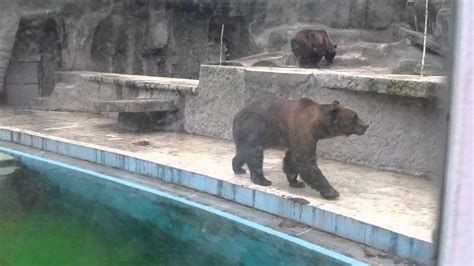 Zoo Budapest Bear Youtube