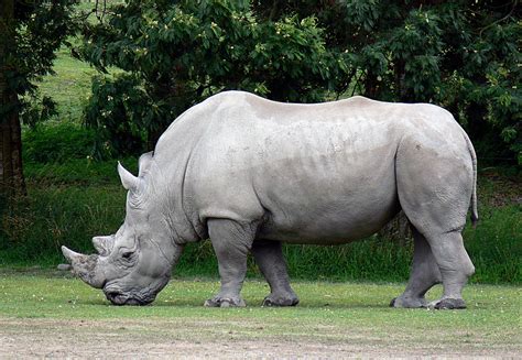 White Rhinoceros Ceratotherium Simum The White Rhino Is Flickr