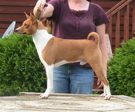 Basenji Dog Pictures Diet Breeding Life Cycle Facts Habitat