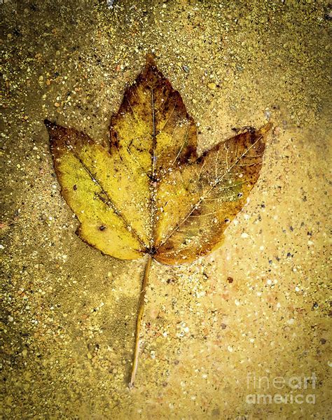 Dead Leaf Photograph By Bernard Jaubert Fine Art America