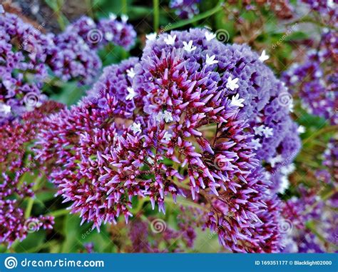 Tuttavia quello che comunemente chiamiamo fiore è invece un capolino, formato nella parte centrale da moltissimi piccoli fiori gialli e nella parte esterna da i fiori sono celesti ma ne esiste una variante bianca. Bulbo Giallo Viola Gigante Con Fiori Bianchi In Fiore ...