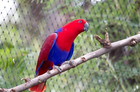 Kepandaian burung beo ini membuat burung beo menjadi burung yang paling unik dan paling banyak dicari. Kumpulan gambar untuk Belajar mewarnai: Gambar Burung Beo ...