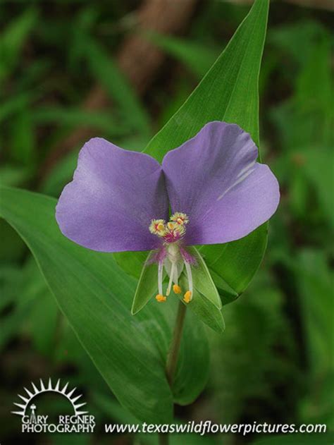 New leaves emerge purple, but over time, gain various shades of white, green, and hot pink. Thumbnail Index of Blue / Purple Texas Wildflowers : Texas ...