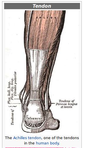 Tendon function, arm, hand tendons tennis leg and achilles tendonitis: human anatomy - What do you call that part of the muscle ...