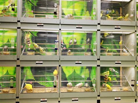 Bird Cages In Pet Shop Stock Image Image Of Canary Exotic 38372169