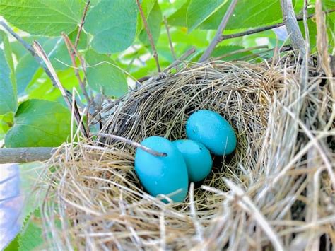 How To Identify Blue Jay Eggs Their Nest