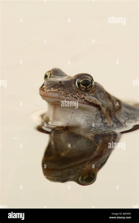 Common Frog Rana Temporaria With Reflection Stock Photo Alamy