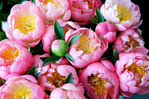 facts about flowers peony edition growing peonies peony wallpaper flowers