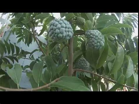 Check spelling or type a new query. My Backyard Sugar Apple Tree growing in Lake Forest ...