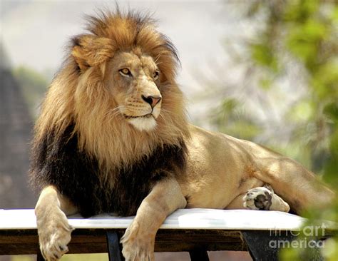 Lion Sitting On His Throne Photograph By Gunther Allen Fine Art America