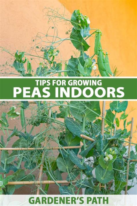 Tips For Growing Peas Indoors Gardeners Path