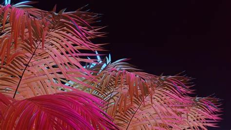 Premium Photo Palm Fronds With Various Tropical Colors Against Black