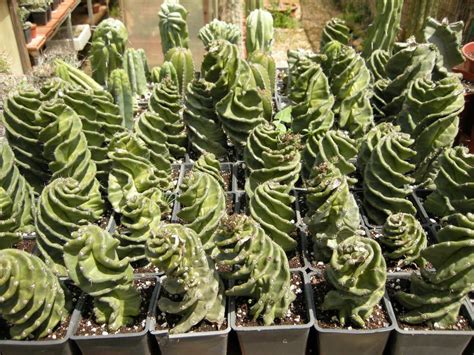 Cactus juice is known by many different names, including prickly pear juice or nopales juice. Cereus spiralis | Succulents, Plants, Botanical