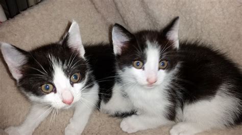 Cute Fluffy Black And White Kittens For Sale Rossendale