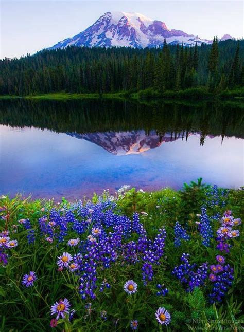 Rosiesdreams Wildflowers On Reflection Lake Mount Rainier By