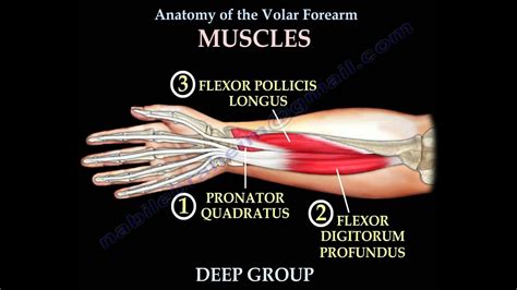 Arm Tendon Anatomy