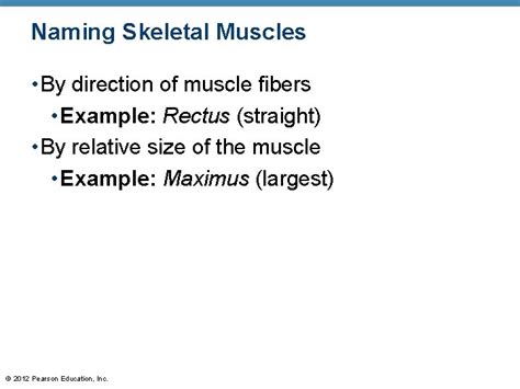 Naming Skeletal Muscles By Direction Of Muscle Fibers