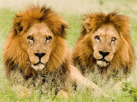 Two Huge Male Lions King Lions The Pride Two Male Lions Male Lions